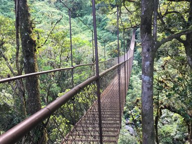 Schwebende Hängebrücke verbindet Bäume, umgeben von üppigem, grünem Wald und einem Bergpanorama.