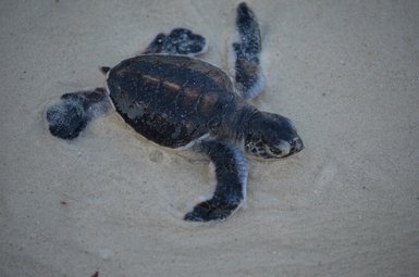 Eine kleine Schildkröte krabbelt über den feinen Sandstrand, während das Wasser sanft um sie herum plätschert.