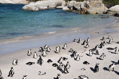 Brillenpinguine entspannen sich am Strand von Boulders Beach – Garden Route Reise mit Kindern
