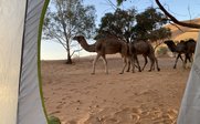 Durch einen Zeltvorhang sieht man Dromedare, die gemächlich durch die Wüste laufen, umgeben von sanften Sanddünen.