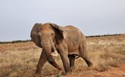 Ein majestätischer Elefant bewegt sich durch die trockene Savanne, umgeben von hohem Gras und sanften Hügeln.