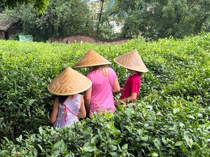 Kinder sammeln frische Teeblätter auf einer Teeplantage bei Guilin – China mit Kindern