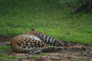 Ein Leopard liegt entspannt auf dem Boden, seine gefleckten Beine und Pfoten sind gut sichtbar im grünen Gras.