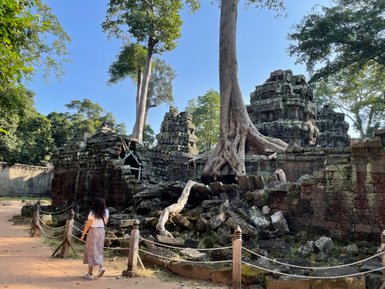Wurzelbaum umschlingt die Ruinen von Angkor Wat – Kambodscha Familienreise