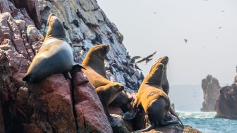 Seelöwen entspannen auf den roten Felsen der Ballestas-Inseln, während Vögel über ihnen fliegen und das Meer im Hintergrund glitzert.