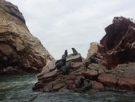 Eine Gruppe von Seelöwen ruht auf den Felsen, umgeben von rauem Wasser und steilen Klippen unter einem bewölkten Himmel.
