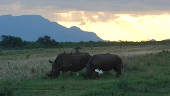 Zwei Nashörner durch die Savanne im goldenen Licht des Sonnenuntergangs – Südafrika Familienreise