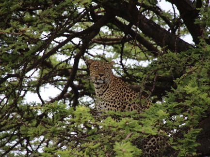 Ein Leopard sitzt majestätisch auf einem Ast, umgeben von dichten, grünen Blättern, und blickt aufmerksam in die Ferne.