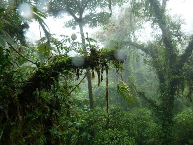 Grüner Dschungel mit vielfältiger Pflanzenwelt in Monteverde – Costa Rica Reise mit Kindern