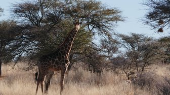 Eine Giraffe steht da und blickt in die Ferne - Namibia Familienurlaub