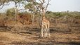 Giraffen in natürlicher Umgebung - Uganda for Family & Teens - Uganda mit Kindern und Jugendlichen