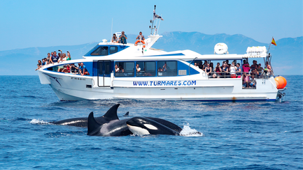 Zwei Orcas schwimmen nahe einem Boot, während begeisterte Passagiere die Tiere beobachten und fotografieren.