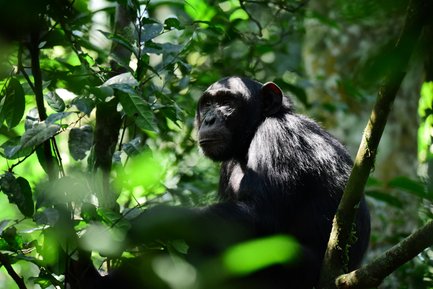 Ein Schimpanse sitzt ruhig auf einem Ast, umgeben von üppigem, grünem Laub und Sonnenlicht, das durch die Blätter fällt.
