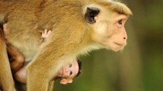 Eine Affenmama hält ihr Junges fest an sich – Sri Lanka mit Kindern