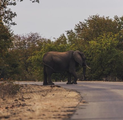 Elefant läuft über die Straße während einer Self-Drive Safari – Südafrika mit Kindern