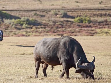 Ein Wasserbüffel grast friedlich auf einer weiten, offenen Wiese, während ein Safari-Fahrzeug im Hintergrund steht.