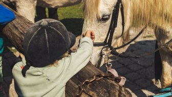 Kind streichelt Pferde bei T Niqua Stable Inn – Südafrika Familienreise