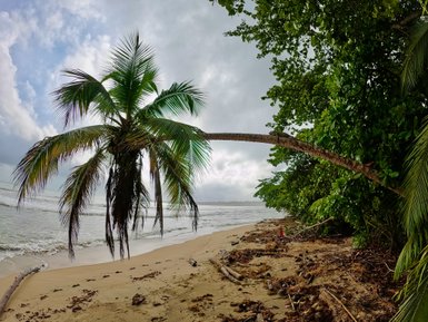 Eine schräg wachsende Palme überblickt den ruhigen Strand, während sanfte Wellen den Sand umspülen.