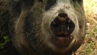 Ein Wildschwein steht im Wald, umgeben von buntem Laub und grünem Gras, mit einem neugierigen Ausdruck im Gesicht.