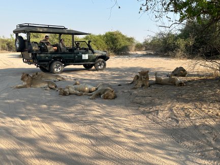 Ein Jeep-Safari-Fahrzeug steht auf sandigem Boden, während mehrere Löwen entspannt in der Nähe liegen.