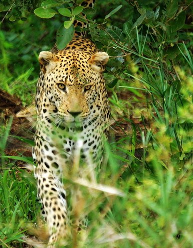 Ein majestätischer Leopard schleicht durch das dichte Gras, seine auffälligen Flecken heben sich von der grünen Umgebung ab.
