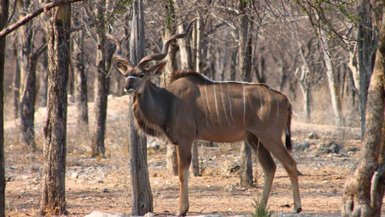 Ein Tier steht inmitten der Natur - Namibia Reise mit Kindern