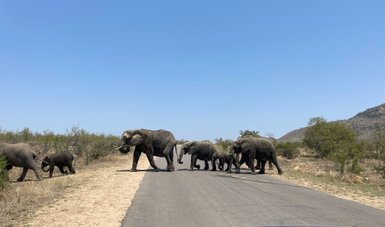 Eine Elefantenherde überquert gemütlich eine Straße im Krüger-Nationalpark – Südafrika Reise mit Kindern