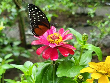 Schmetterling sitzt auf einer Blume im EcoCentro Danaus in Alajuela – Costa Rica Reise mit Kindern