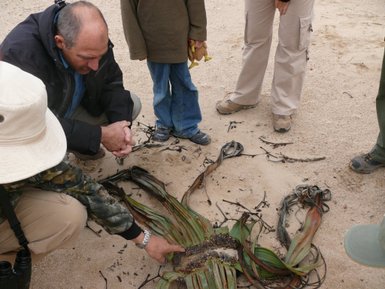 Ein Guide erklärt einer Reisegruppe die Flora - Namibia Urlaub mit Kindern