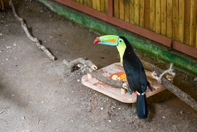 Bunter Tukan sitzt im Jaguar Rescue Center bei Puerto Viejo de Talamanca – Costa Rica Reise mit Kindern