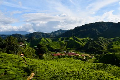 Hügel erstrecken sich sanft gewellt über die Landschaft der Cameron Highlands – Malaysia & Borneo mit Kindern