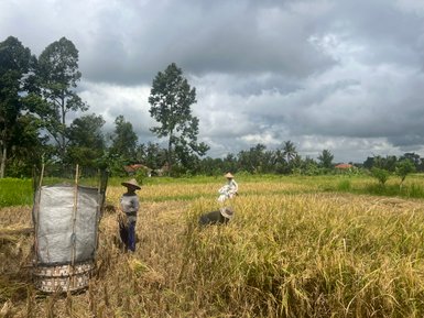 Einheimische beim Pflücken von Pflanzen in Ubud – Bali Familienreise