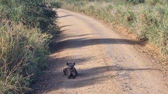 Hyäne sitzt auf dem Pfad im Serengeti-Nationalpark – Tansania mit Kindern