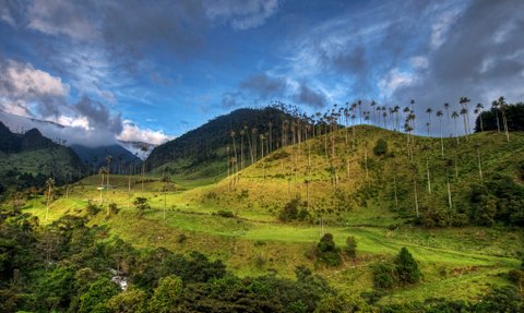 Das Cocora-Tal zeigt majestätische Wachspalmen, die sich gegen einen strahlend blauen Himmel abheben.
