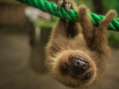 Junges Faultier im Jaguar Rescue Center liebevoll – Costa Rica Reise mit Kindern