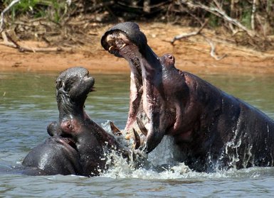 Nilpferde mit weit geöffnetem Maul im Wasser bei St. Lucia in KwaZulu-Natal – Südafrika Familienreise
