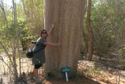 Eine Person umarmt einen riesigen Baum in einer sonnigen, bewaldeten Umgebung, umgeben von grünen Pflanzen und trockenem Boden.