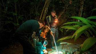 Eine Gruppe von Menschen erkundet den nächtlichen Dschungel mit Taschenlampen und zeigt großes Interesse an den Tieren.