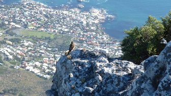 Panoramaausblick vom Tafelberg auf Kapstadt und den Ozean – Garden Route mit Kindern