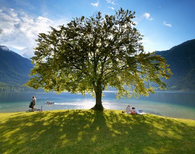 Ein großer Baum steht majestätisch am Ufer eines klaren Sees, während Menschen im Hintergrund entspannen und die Natur genießen.