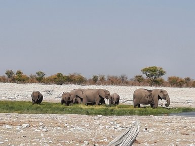 Eine Herde Elefanten zieht gemeinsam durch die Landschaft - Namibia Familienurlaub