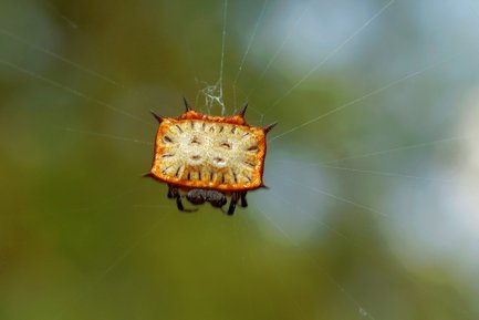 Eine auffällige Spinne mit einem orangefarbenen, stacheligen Körper hängt in ihrem Netz, umgeben von unscharfem Hintergrund.