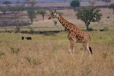 Eine Giraffe schreitet durch eine weite, trockene Savanne, umgeben von vereinzelten Bäumen und sanften Hügeln im Hintergrund.