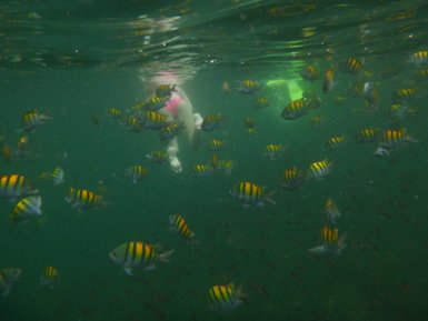 Unter Wasser schwimmt ein Mensch mit weißen Füßen und rosa Badebekleidung umgeben von vielen bunten Fischen.