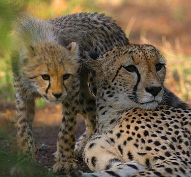 Ein Gepard und sein Junges ruhen in der warmen Sonne, umgeben von sanften, grünen Grasflächen im Nationalpark.