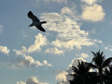 Silhouette eines Vogels im Flug vor dem Abendhimmel am Strand von Playa del Carmen – Mexiko Reise mit Kindern