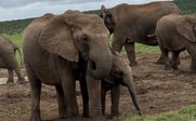 Elefantenherde - Garden Route Familienreise