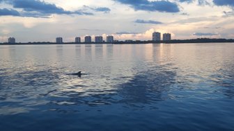 Ein ruhiger Wasserblick zeigt einen Delfin, der sanft durch die spiegelnde Oberfläche des Estero Bay schwimmt.