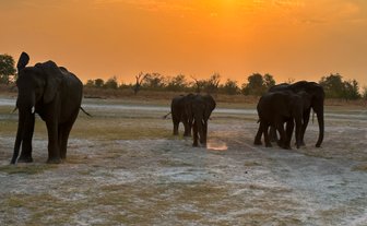 Eine Gruppe von Elefanten wandert durch die trockene Landschaft, während die Sonne am Horizont untergeht.