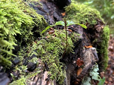 Ein kleiner grüner Trieb wächst auf einem moosbedeckten Baumstamm im dichten, grünen Wald.